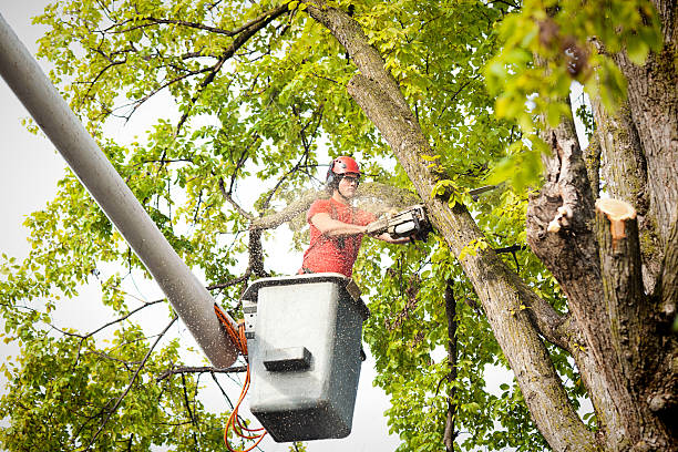  Oakwood, PA Tree Services Pros