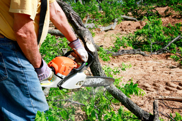 Best Hazardous Tree Removal  in Oakwood, PA