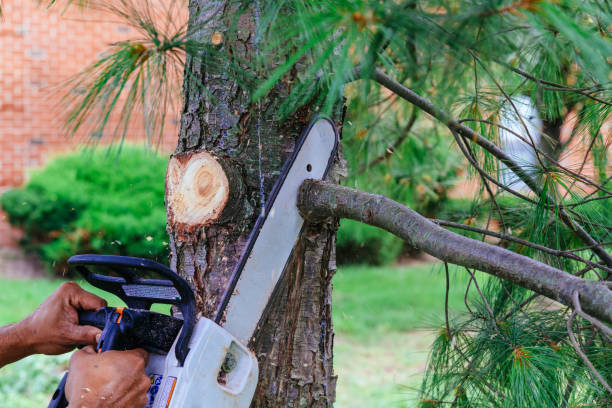 Best Arborist Consultation Services  in Oakwood, PA